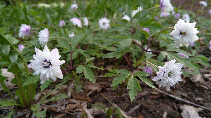 Anemone nemorosa 'Blue Eyes'